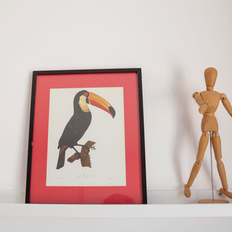 Engraving le Toco number 6 Jacques Barraband