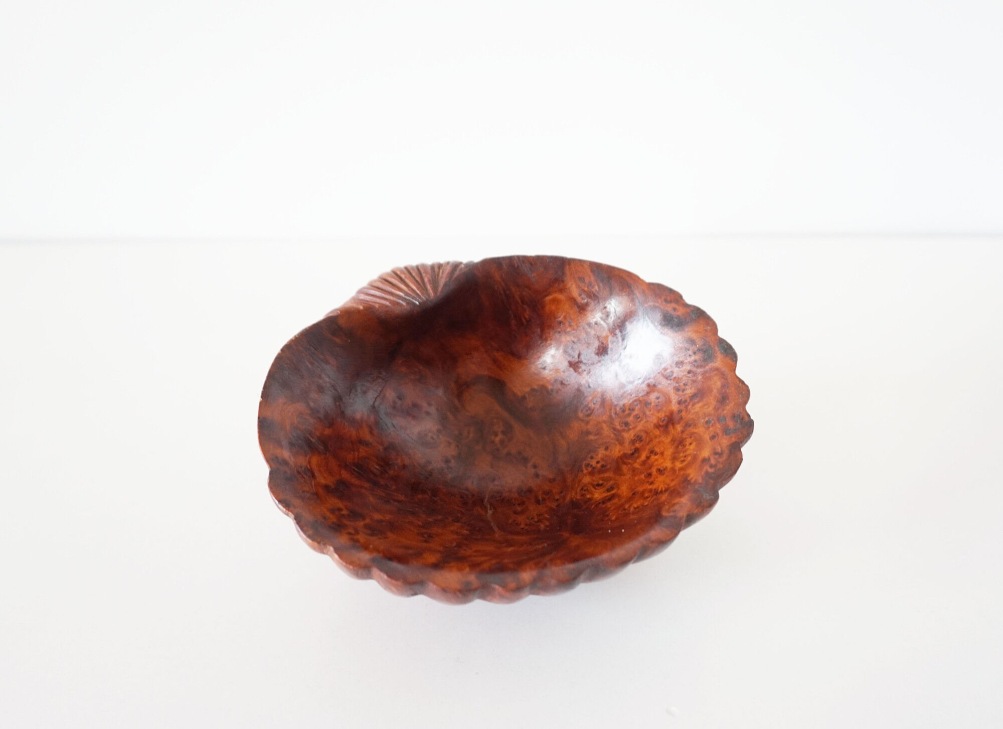 Empty cup shell pocket in elm magnifying glass