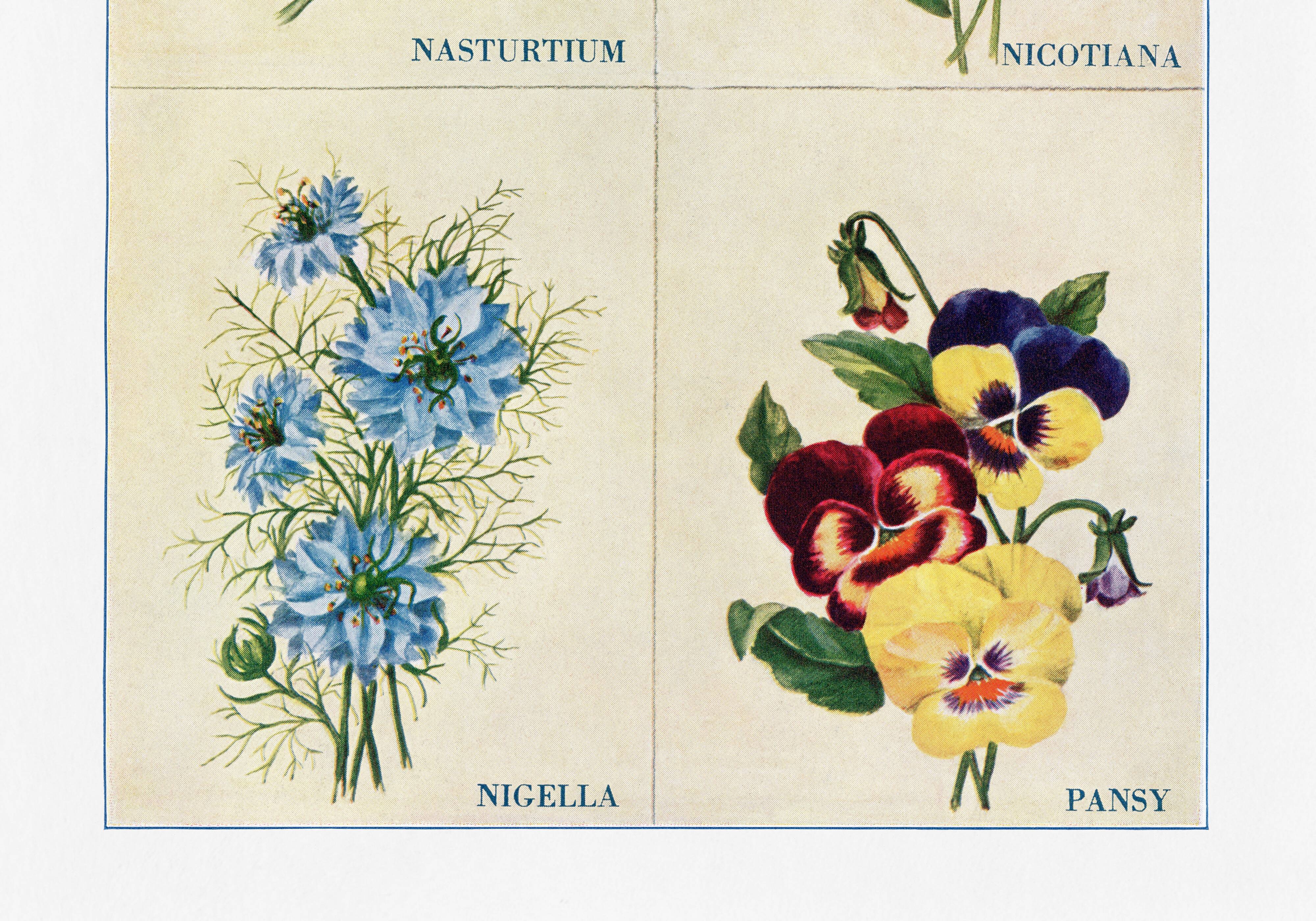 Poster featuring nasturtiums, ornamental tobacco, nigella, and pansies