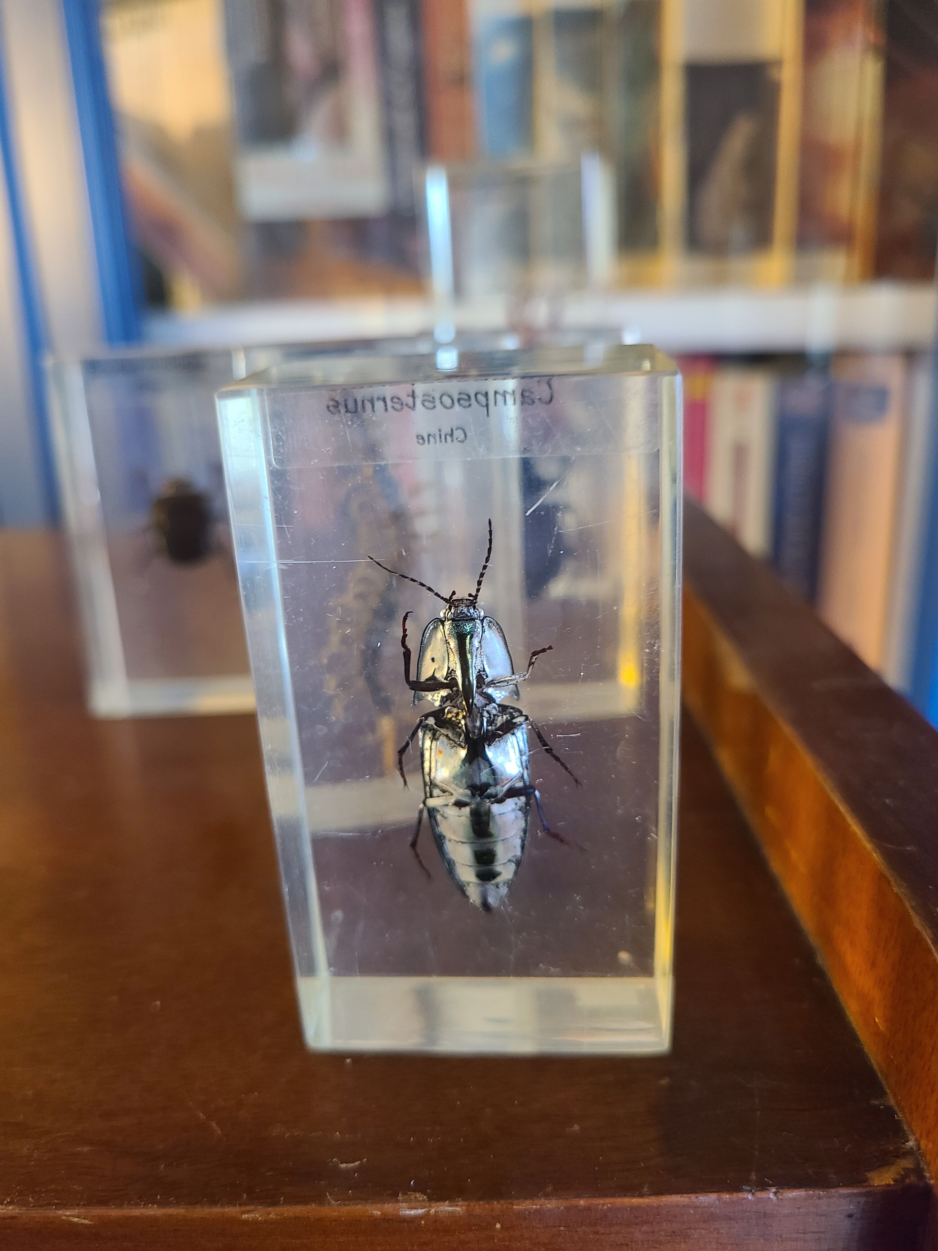 Insects under vintage resin