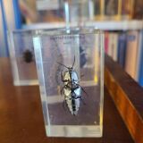 Insects under vintage resin