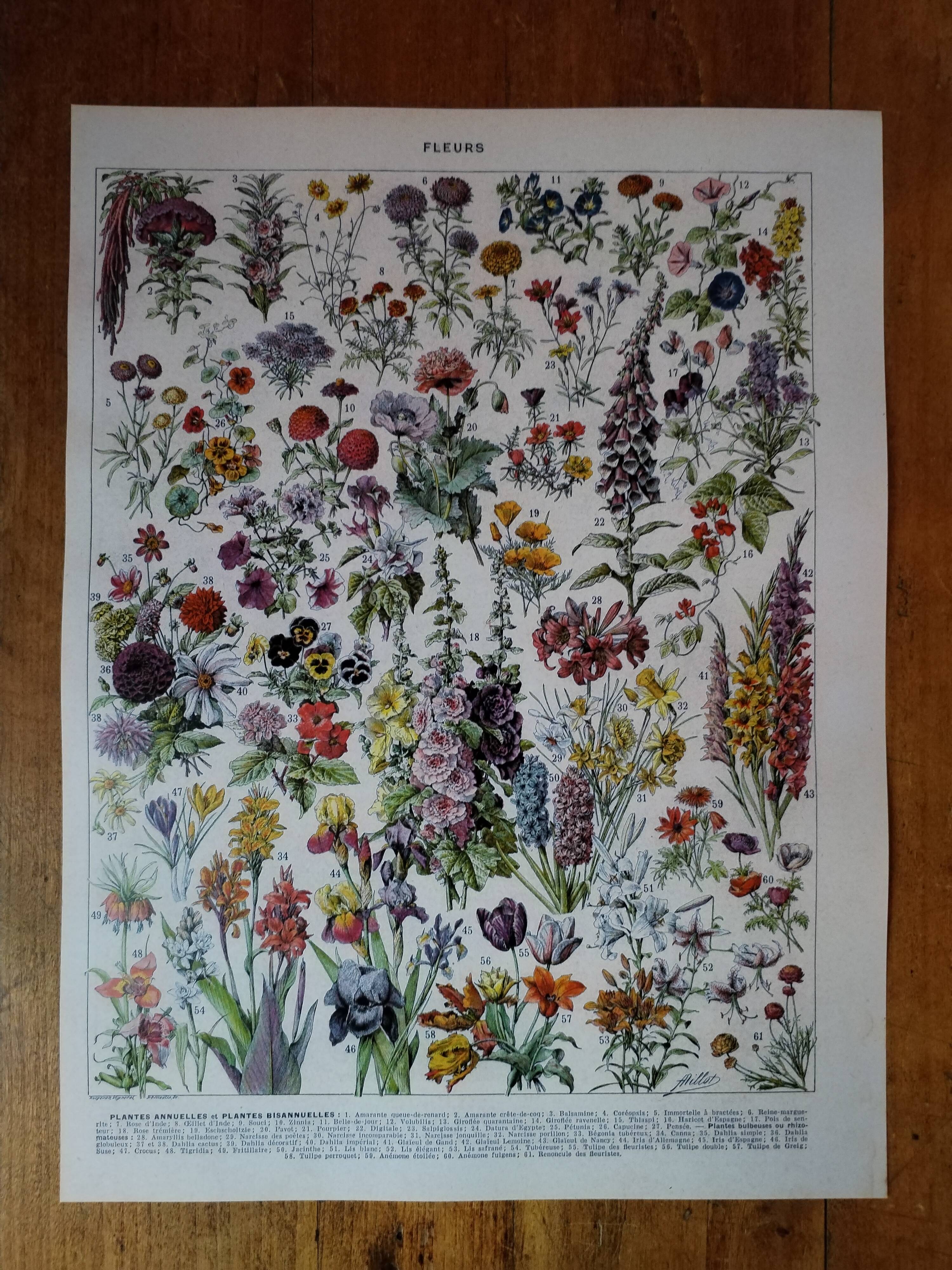 Original lithograph on flowers (1)