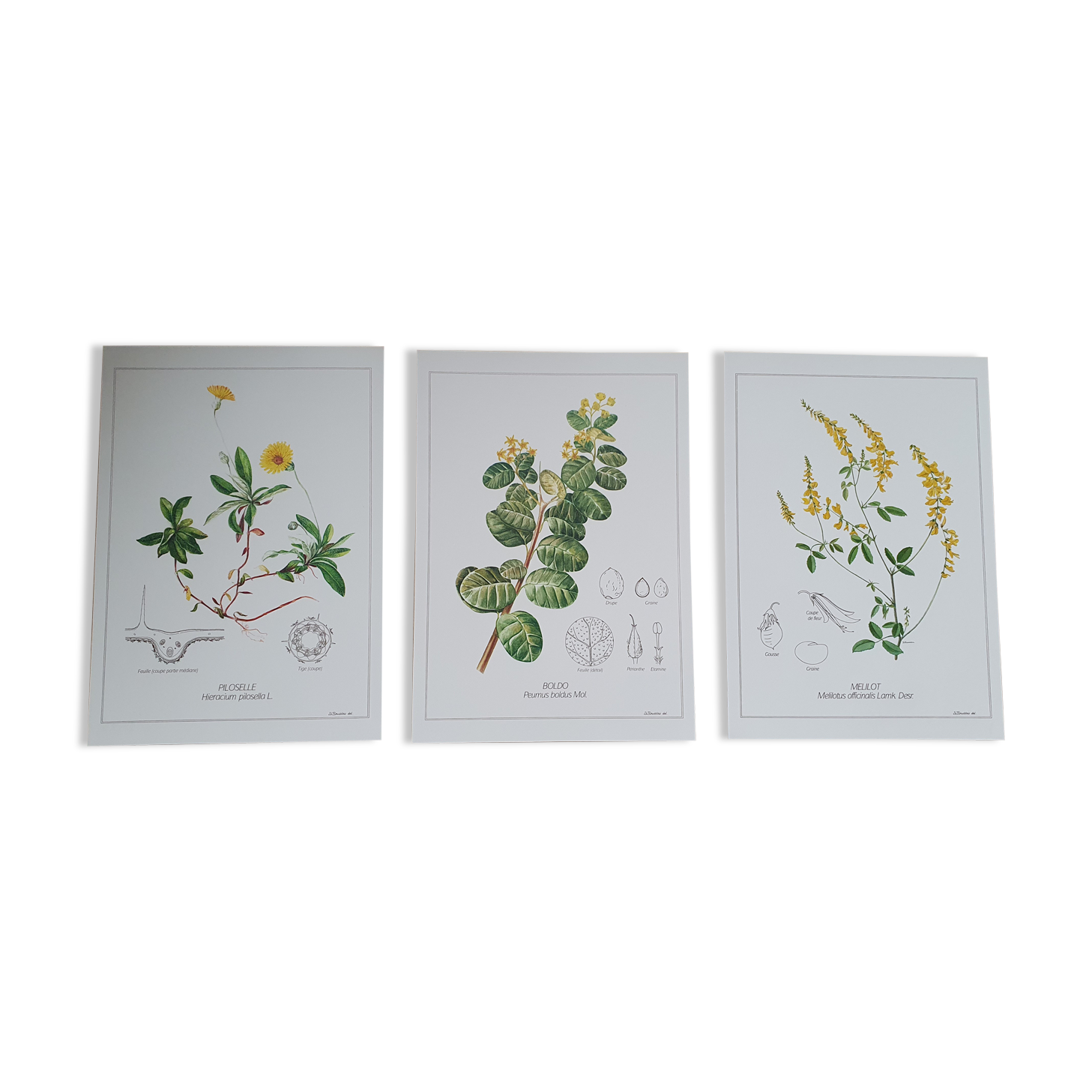 Set of 3 botanical plates "Yellow"- LPR22051B