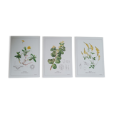 Set of 3 botanical plates "Yellow"- LPR22051B