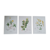 Set of 3 botanical plates "Yellow"- LPR22051B
