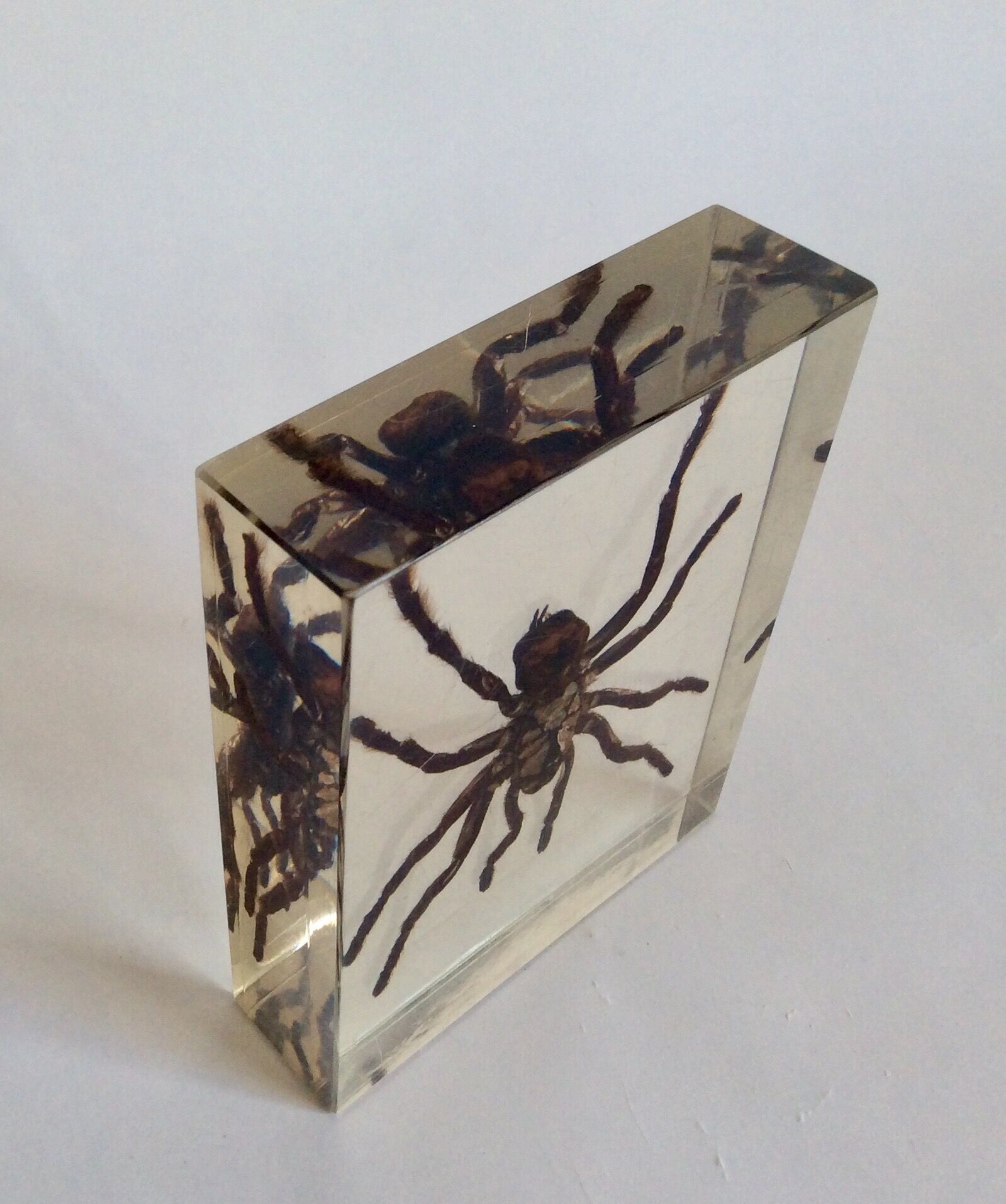 Spider under resin