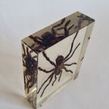Spider under resin