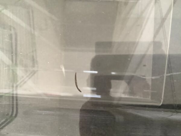 Porte-revues vintage en plexiglas Altuglas lucite
