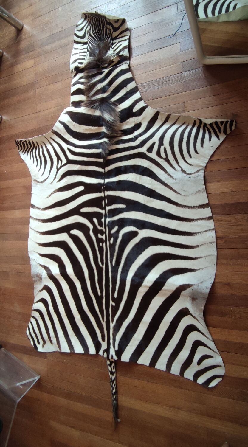 Zebra skin rug