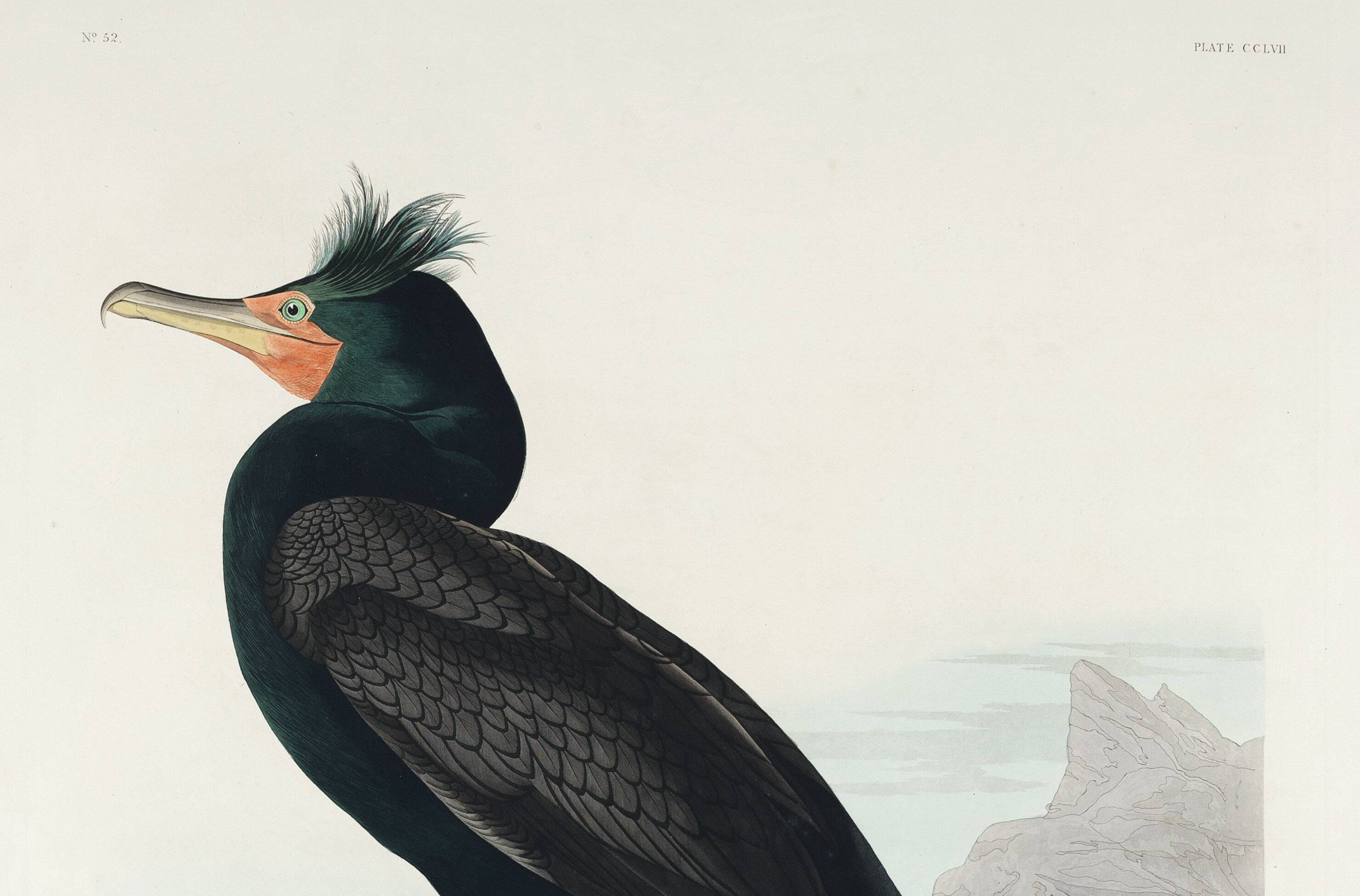 Poster about the Crested Cormorant, based on an old engraving from 1827.