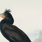 Poster about the Crested Cormorant, based on an old engraving from 1827.