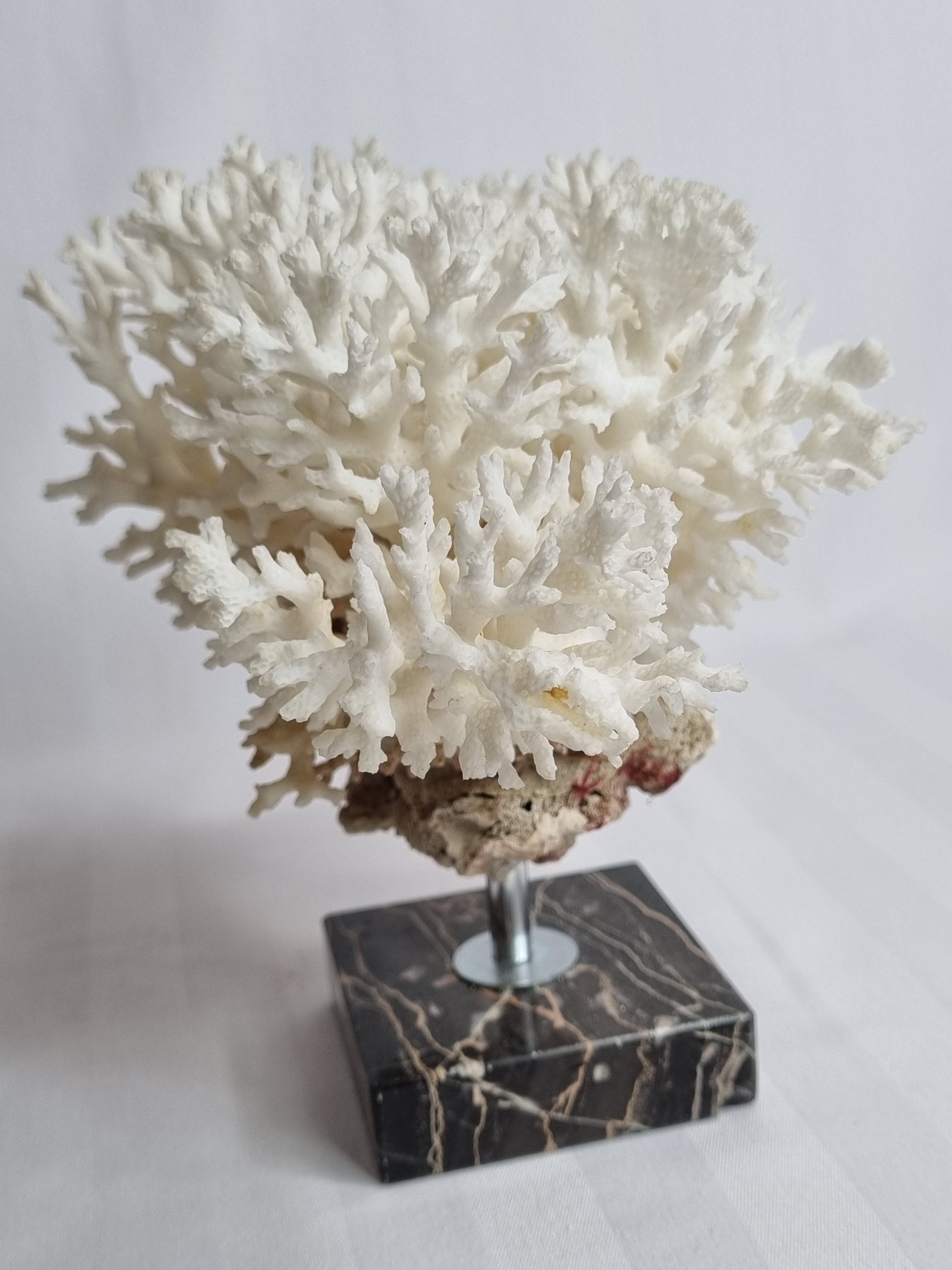 Ancient white coral on portor marble base