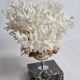 Ancient white coral on portor marble base