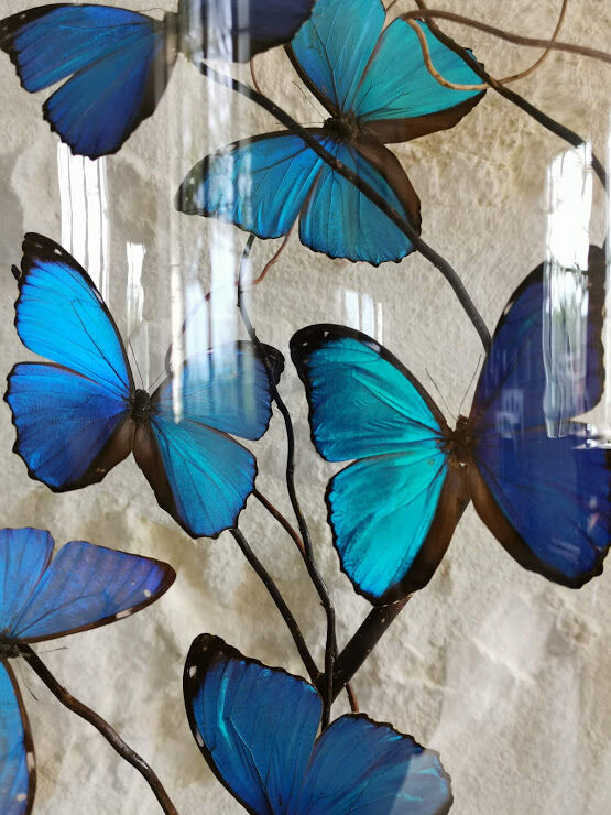 Papillons Morpho sous globe verre