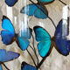 Papillons Morpho sous globe verre