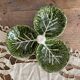 Plat serviteur en barbotine feuilles de chou