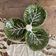 Plat serviteur en barbotine feuilles de chou