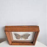 Naturalized butterfly