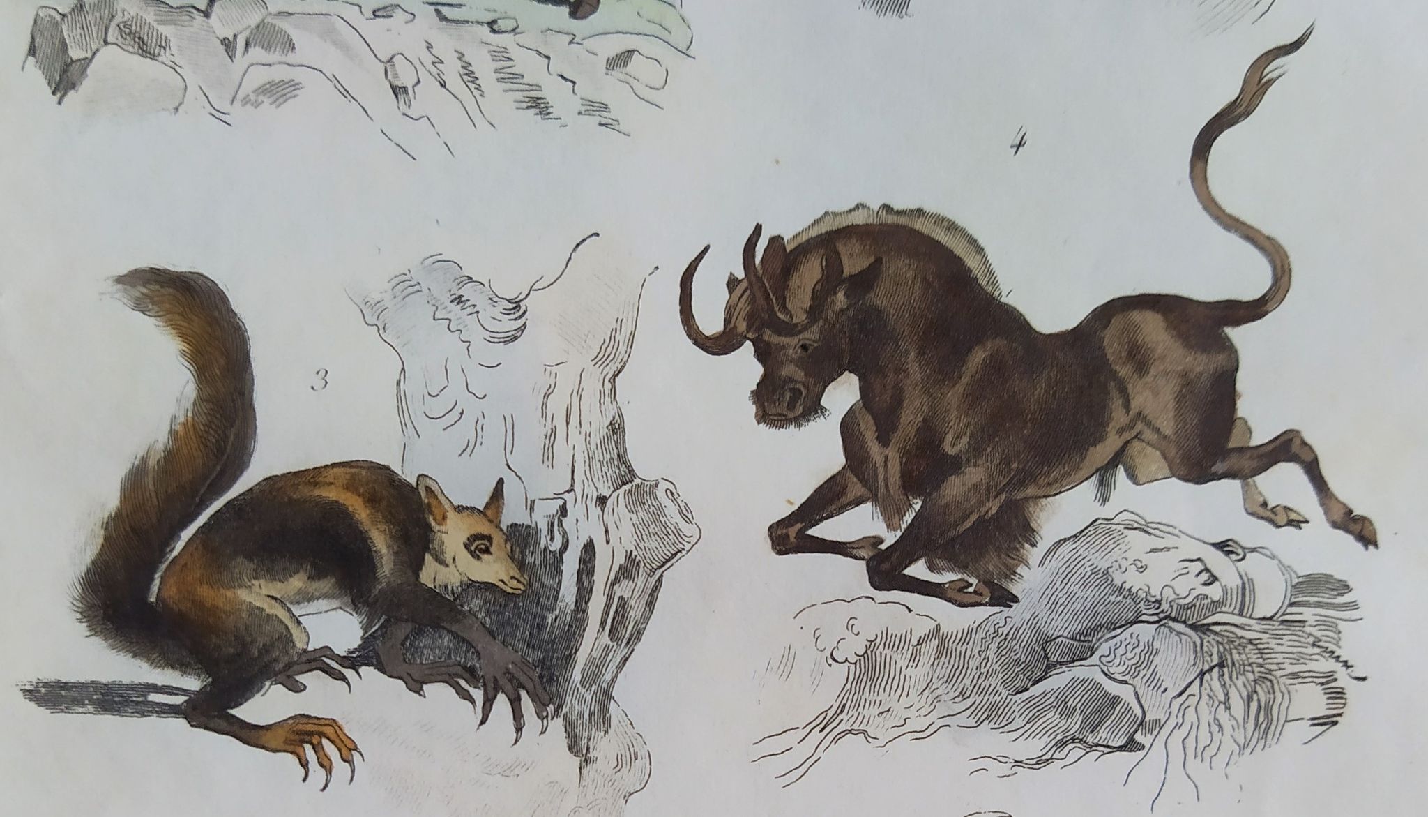 Planche zoologique originale " mulet, bardeau, aye aye,... - buffon 1838