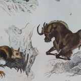 Original Zoological Plate " Mulet, Bardeau, Aye Aye,... - Buffon 1838
