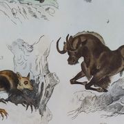 Planche zoologique originale " mulet, bardeau, aye aye,... - buffon 1838